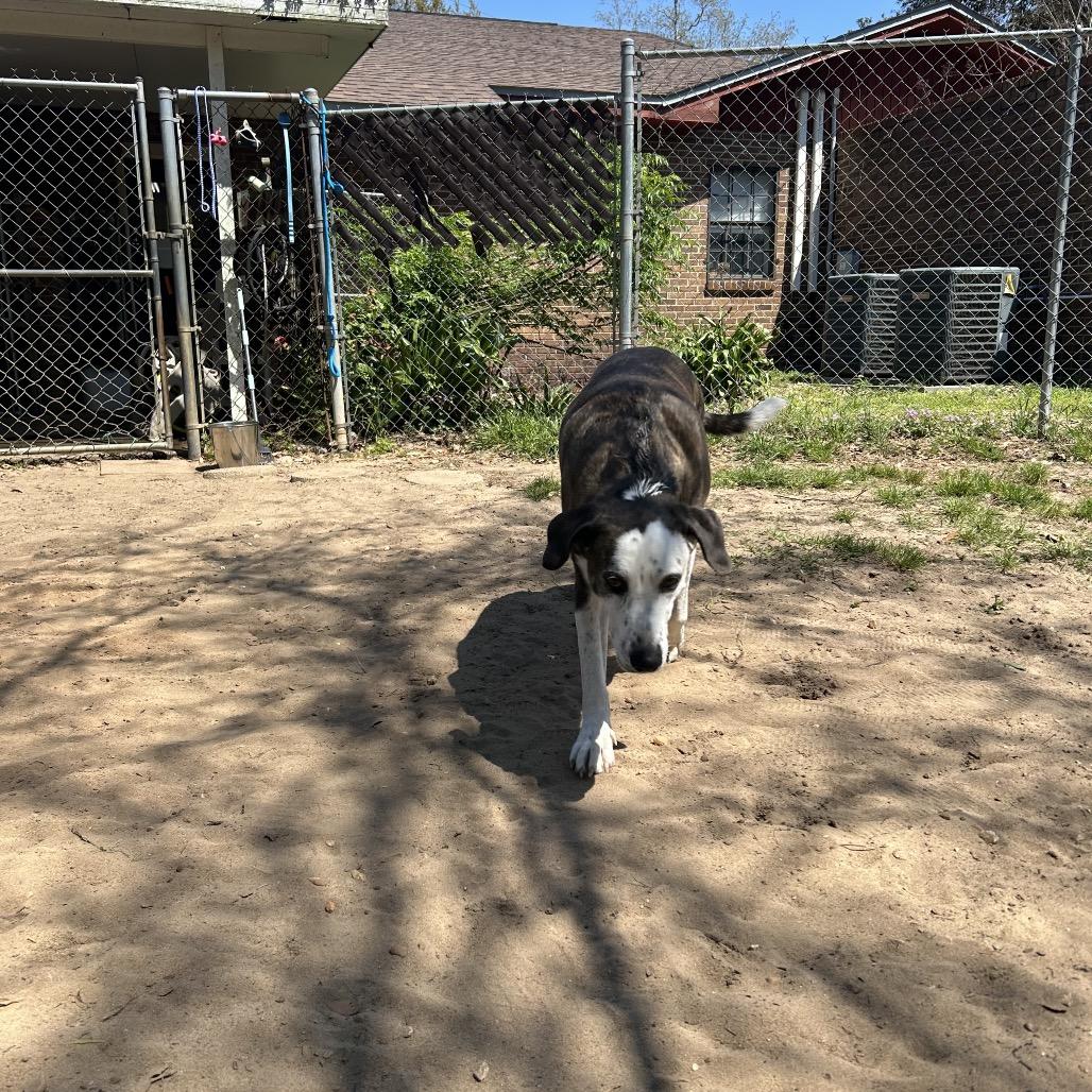 Enlarge Ted, a Adoptable Mixed Breed in Pensacola, FL image 3/4