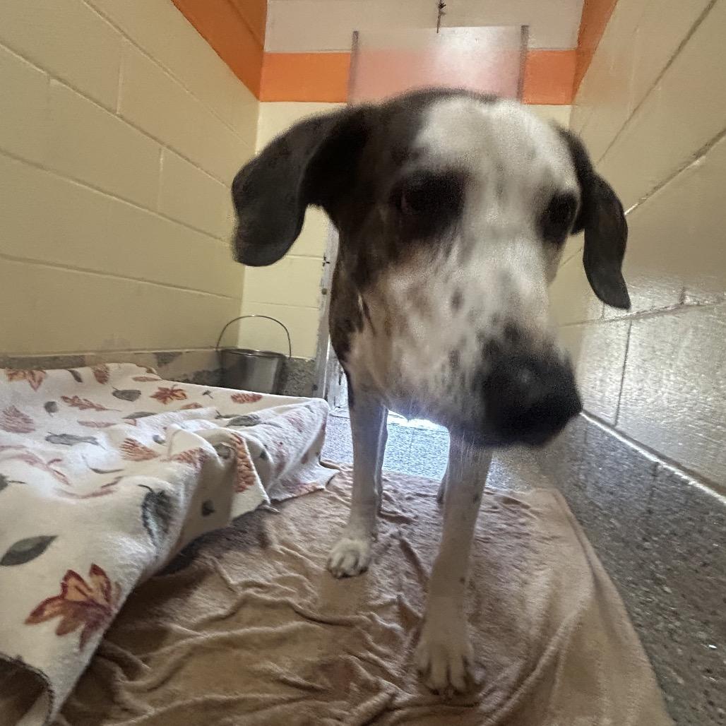 Enlarge Ted, a Adoptable Mixed Breed in Pensacola, FL image 4/4