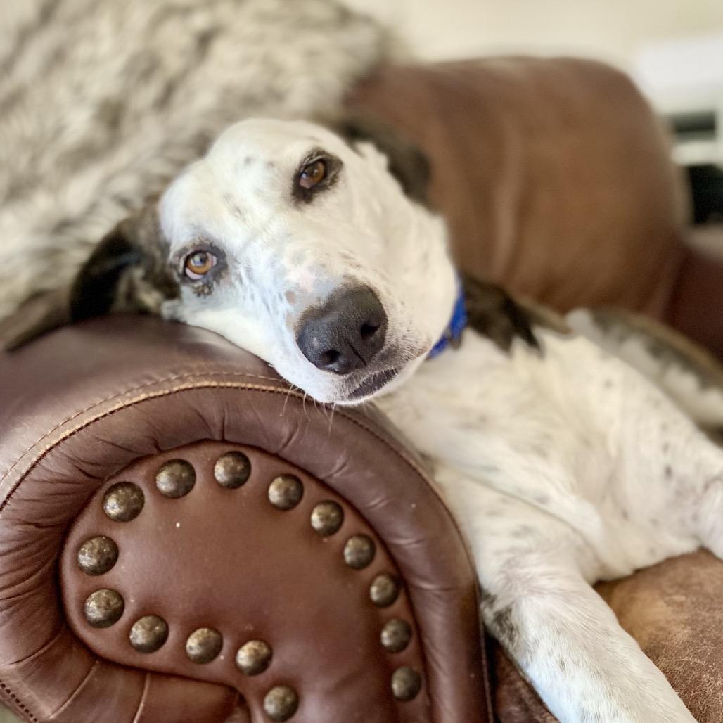 Enlarge Ted, a Adoptable Mixed Breed in Pensacola, FL image 6/6