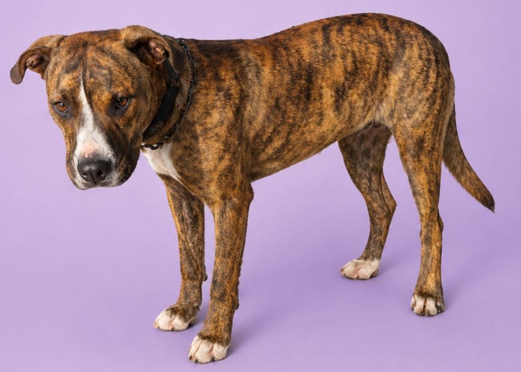 Lock, Adoptable, Young Male Pit Bull Terrier.