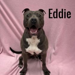 Eddie, Adult Male unknown