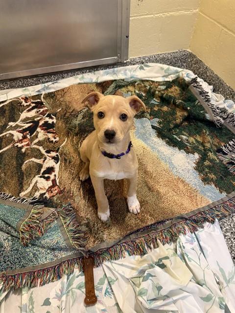 KIARA, Adoptable, Puppy Female Labrador Retriever & Mixed Breed.