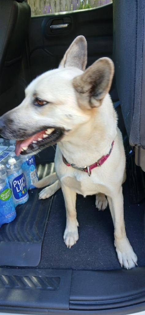 Enlarge Daisy, a Adoptable Mixed Breed in Crocker, MO image 1/1