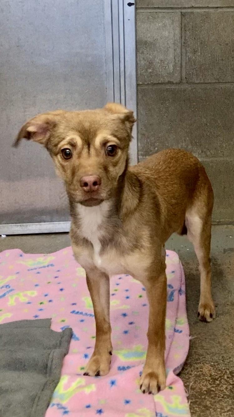 Walter, adopted, Young Male Mixed Breed.