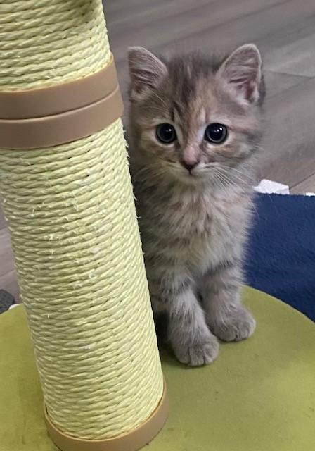 Enlarge Cali *BONDED WITH BLUE*, a Adoptable Domestic Medium Hair in Caledon, ON image 1/3