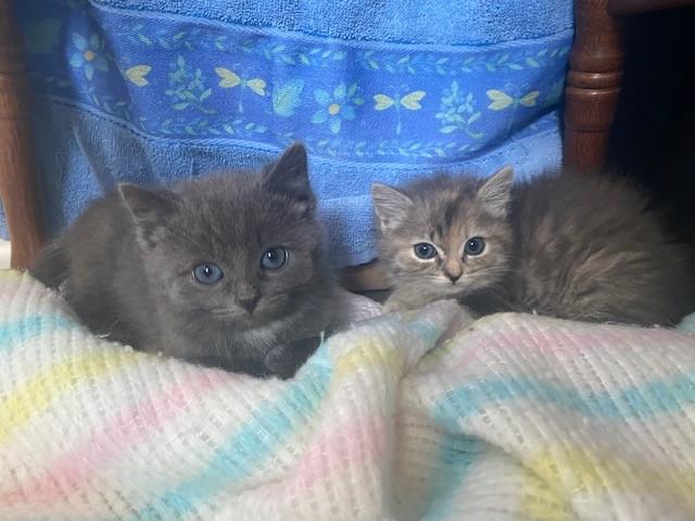 Enlarge Cali *BONDED WITH BLUE*, a Adoptable Domestic Medium Hair in Caledon, ON image 2/3