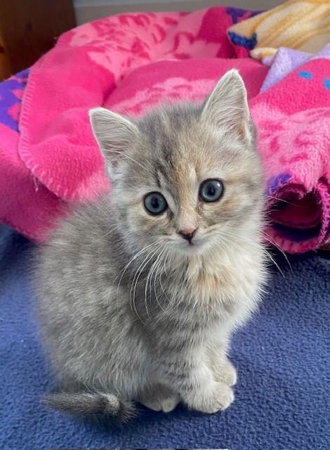 Enlarge Cali *BONDED WITH BLUE*, a Adoptable Domestic Medium Hair in Caledon, ON image 3/3