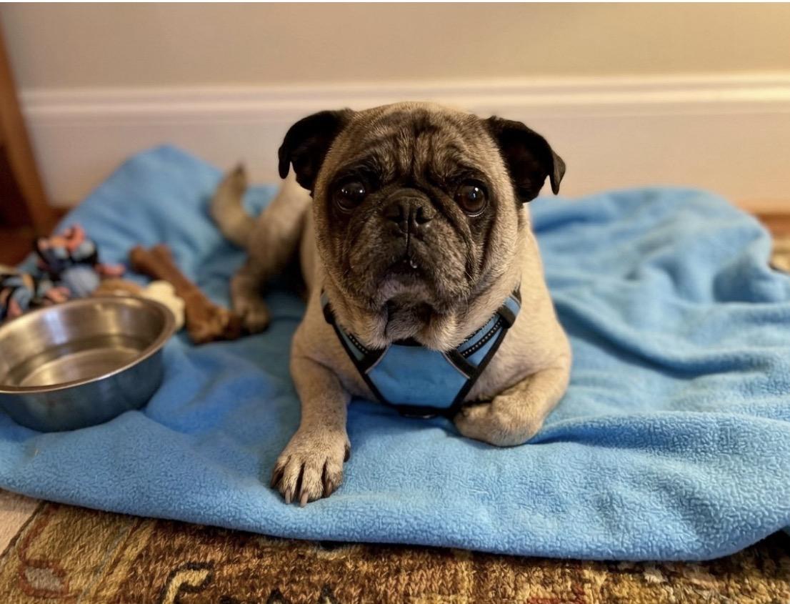 Flint, Adoptable, Adult Male Pug.