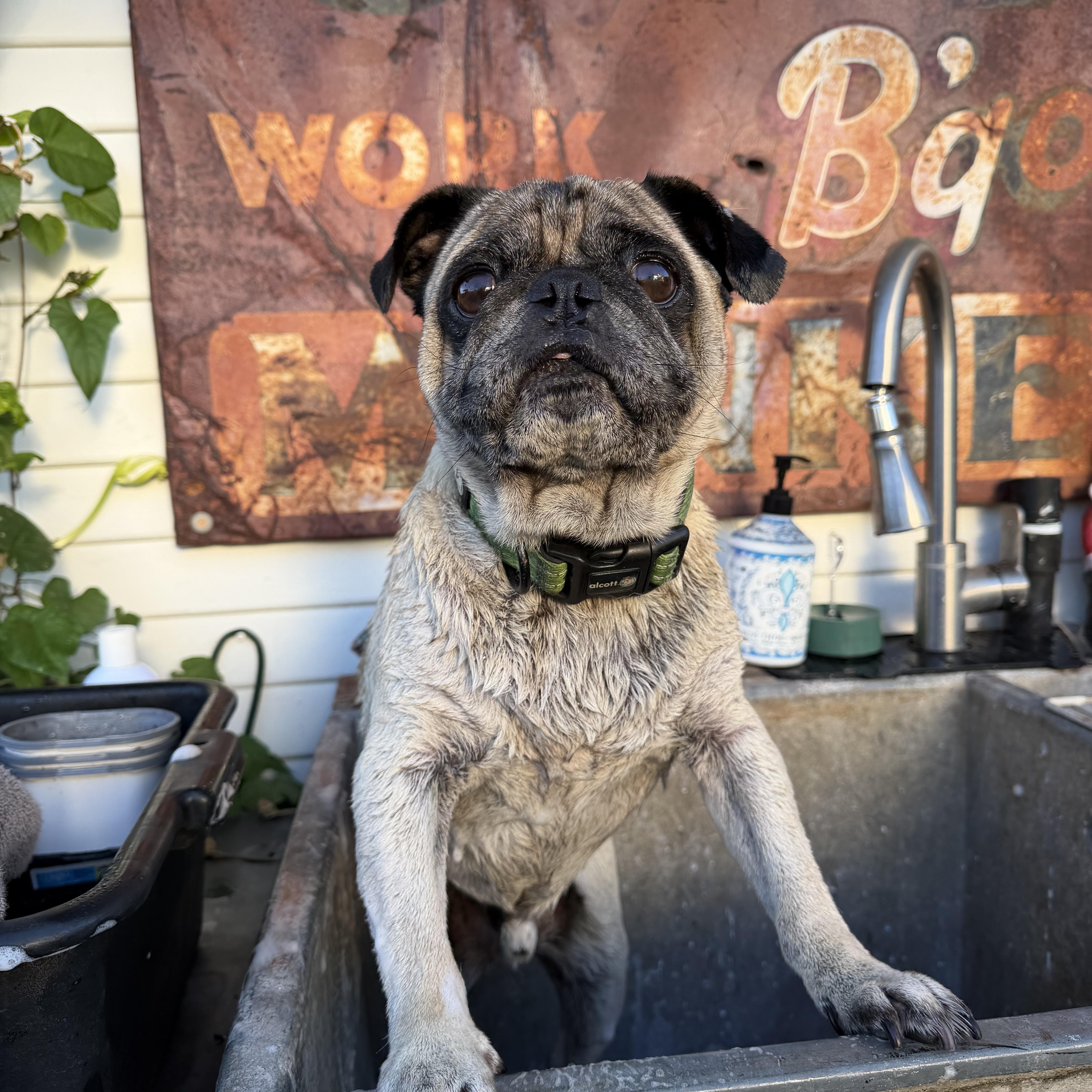 Enlarge Flint, a Adoptable Pug in Upland, CA image 2/4