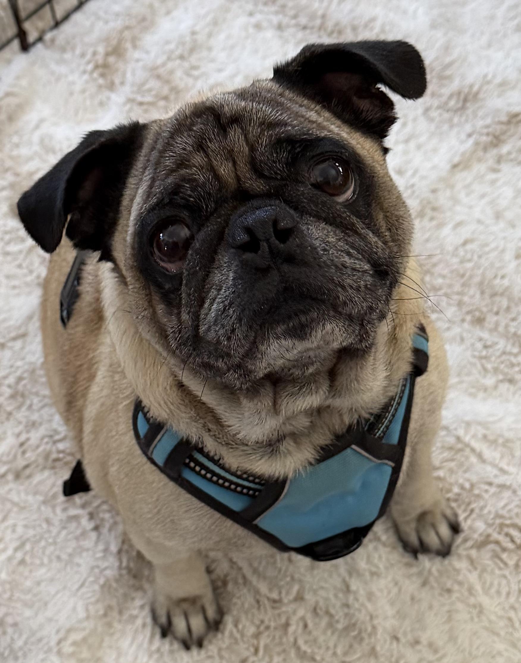 Enlarge Flint, a Adoptable Pug in Upland, CA image 3/4