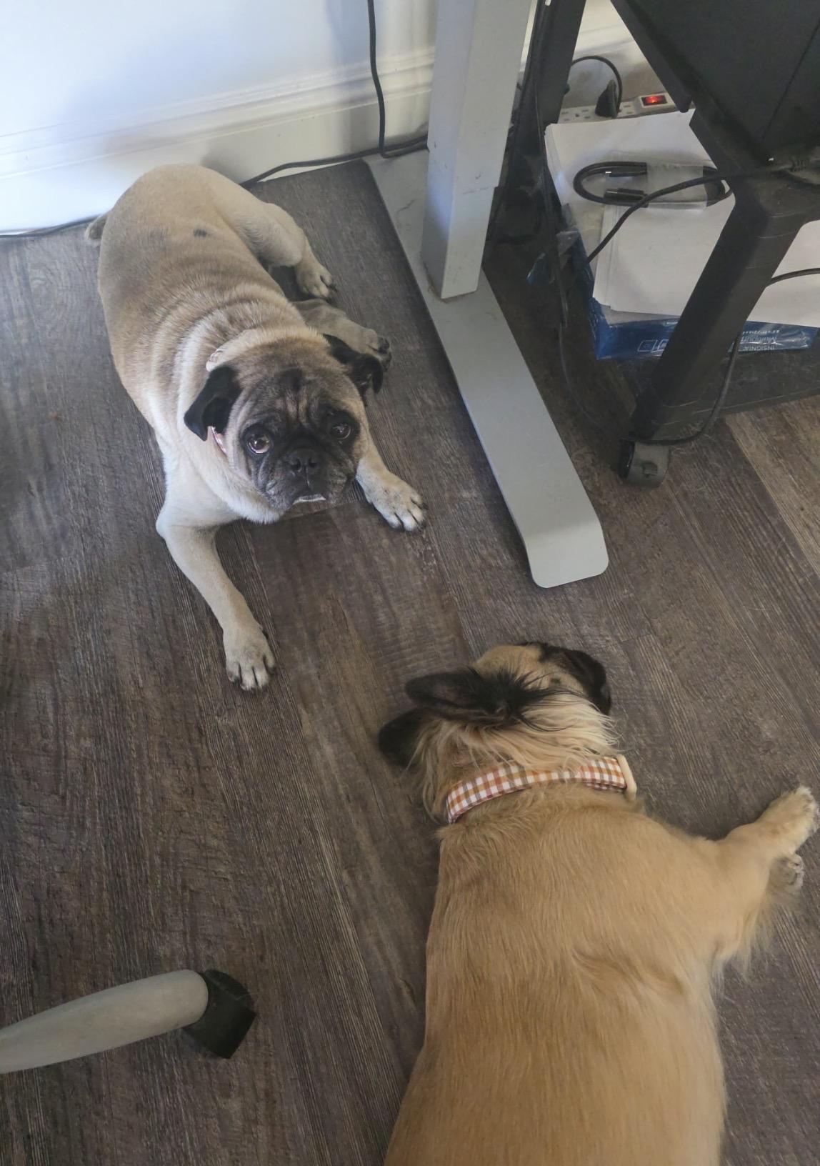 Enlarge Flint, a Adoptable Pug in Upland, CA image 4/4