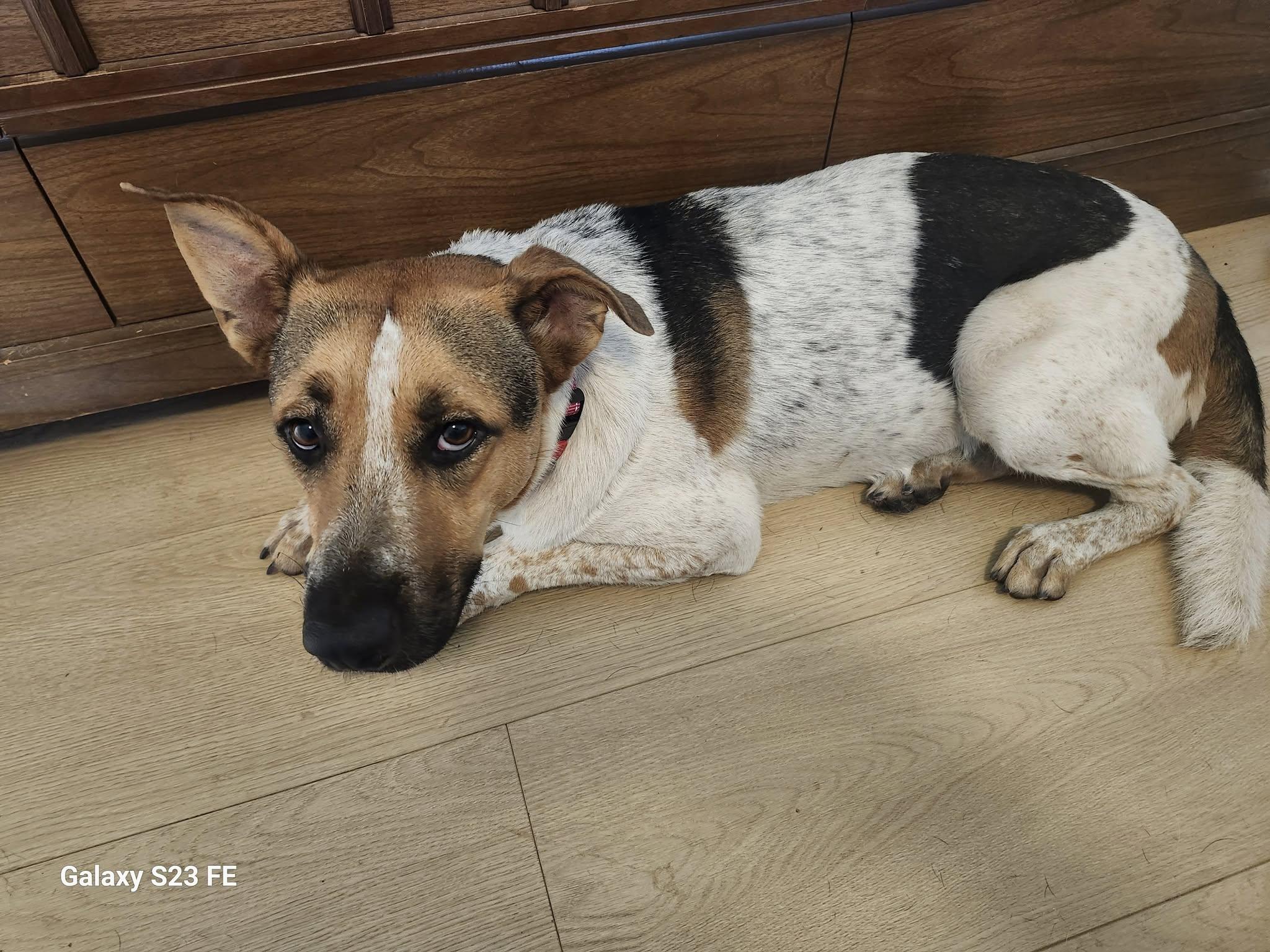 Gigi, Adoptable, Adult Female Australian Cattle Dog / Blue Heeler & Beagle.