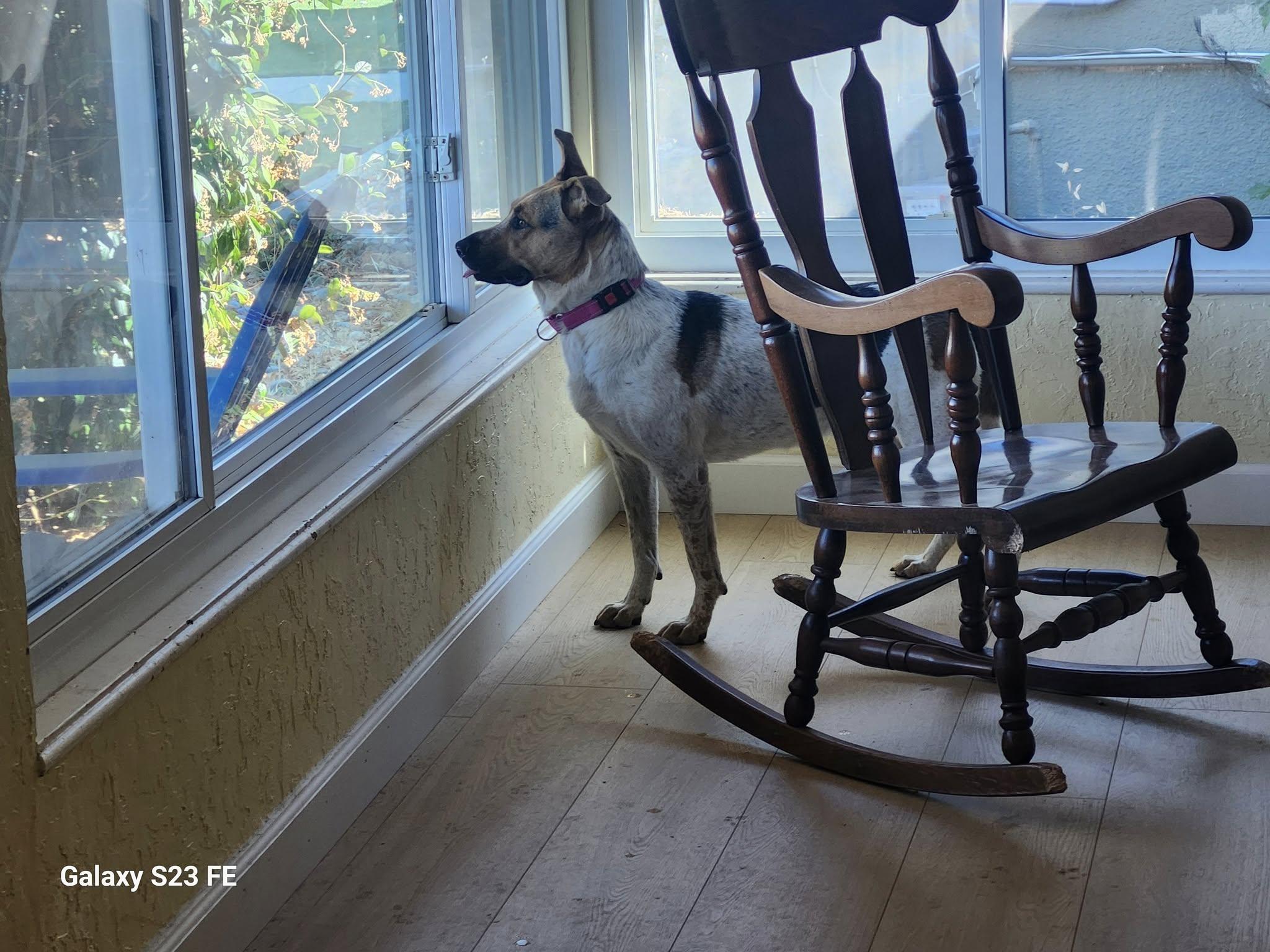 Gigi, a Adoptable mixed breed in Sacramento, CA image 2/4