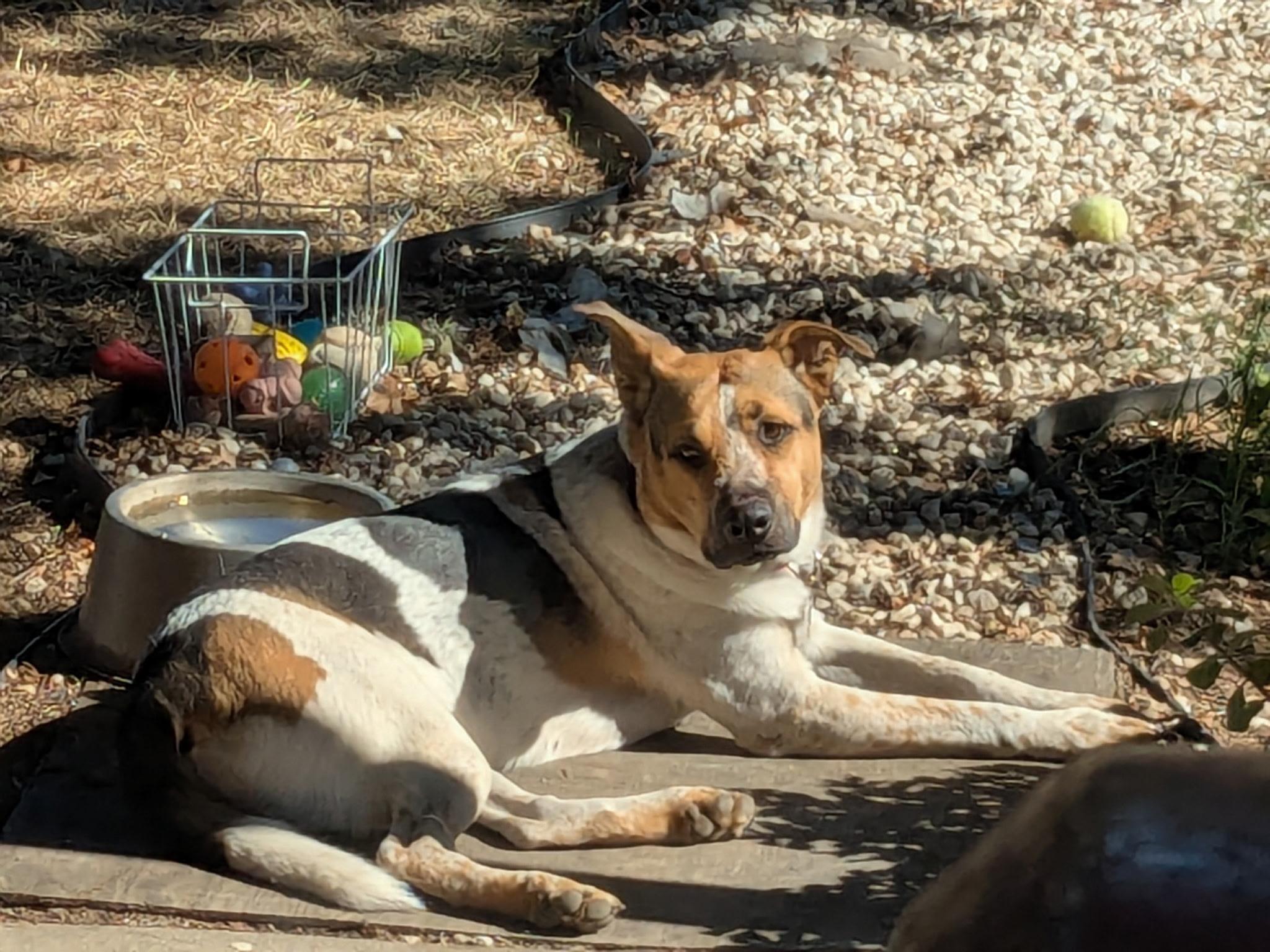 Gigi, a Adoptable mixed breed in Sacramento, CA image 3/4