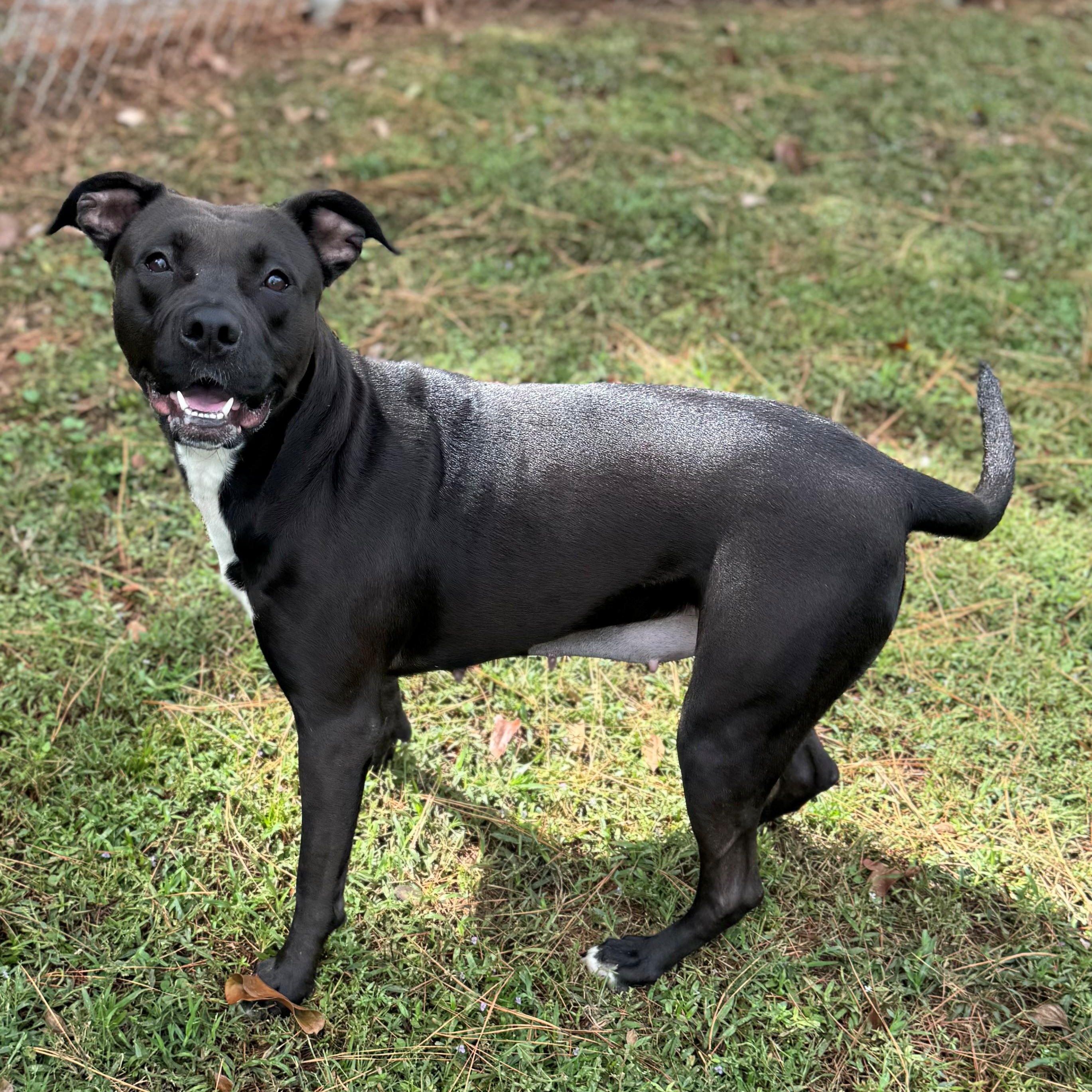 Enlarge Cindy, a Adoptable Mixed Breed in Summerdale, AL image 1/1