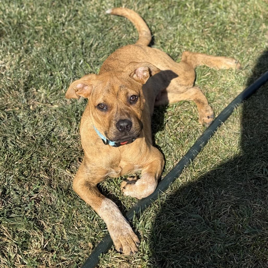 Willie, Adoptable, Young Male Pit Bull Terrier & Rottweiler.