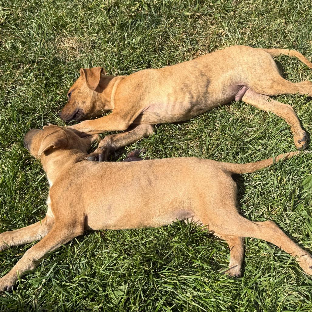 Enlarge Willie, a Adoptable mixed breed in Monroe, MI image 4/6