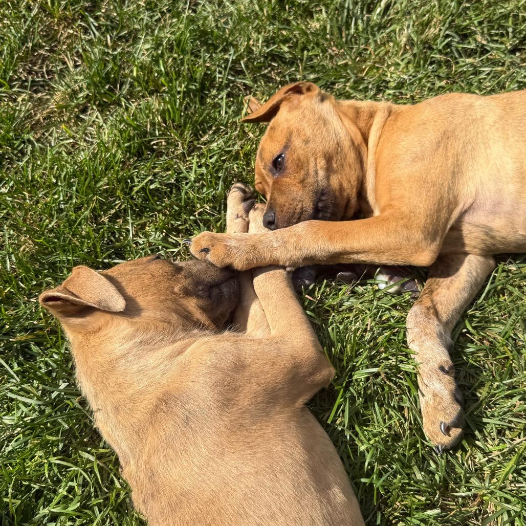 Enlarge Willie, a Adoptable mixed breed in Monroe, MI image 6/6