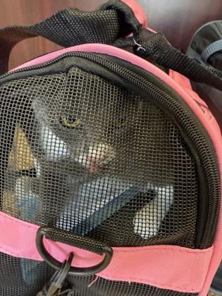 Enlarge Niko FOSTER, a Adoptable Domestic Short Hair in Houston, TX image 1/1