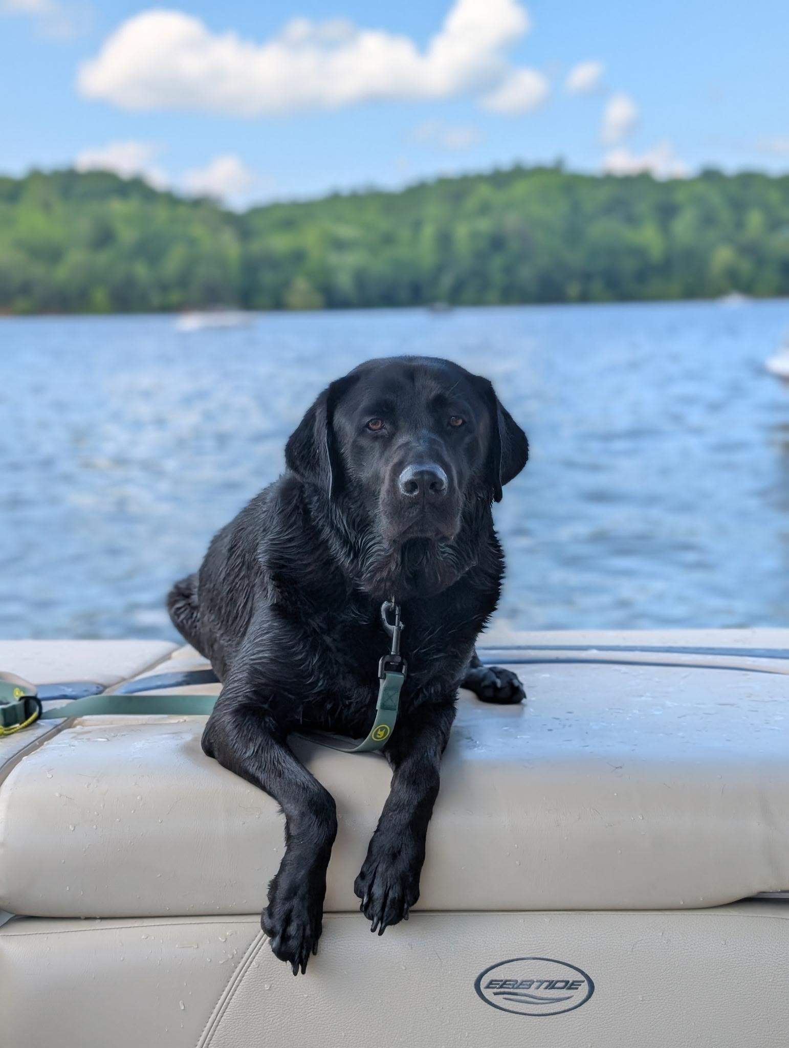 Ruger, a ADOPTABLE Black Labrador Retriever in Franklin, TN image 2/5