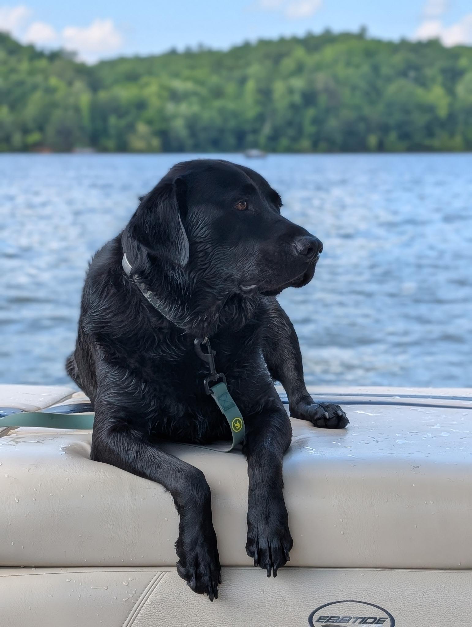 Ruger, a ADOPTABLE Black Labrador Retriever in Franklin, TN image 4/5