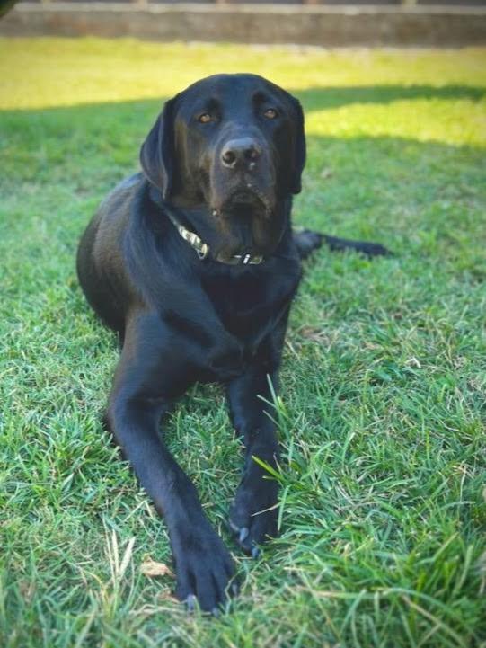 Ruger, ADOPTABLE, Adult Male Black Labrador Retriever.