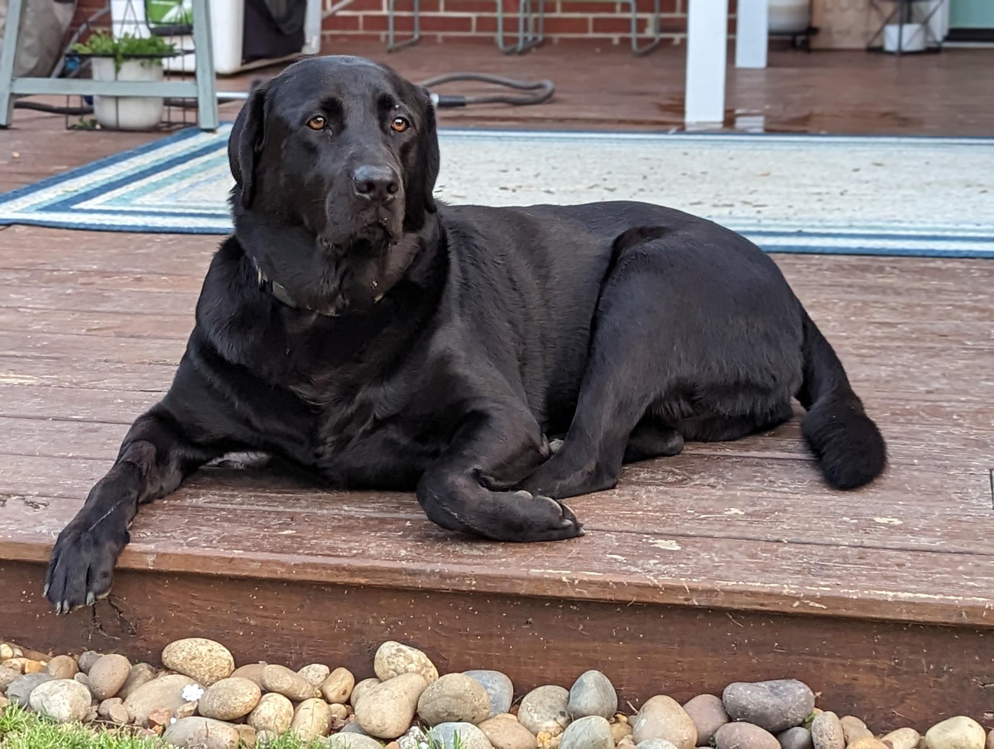 Ruger, a ADOPTABLE Black Labrador Retriever in Franklin, TN image 5/5