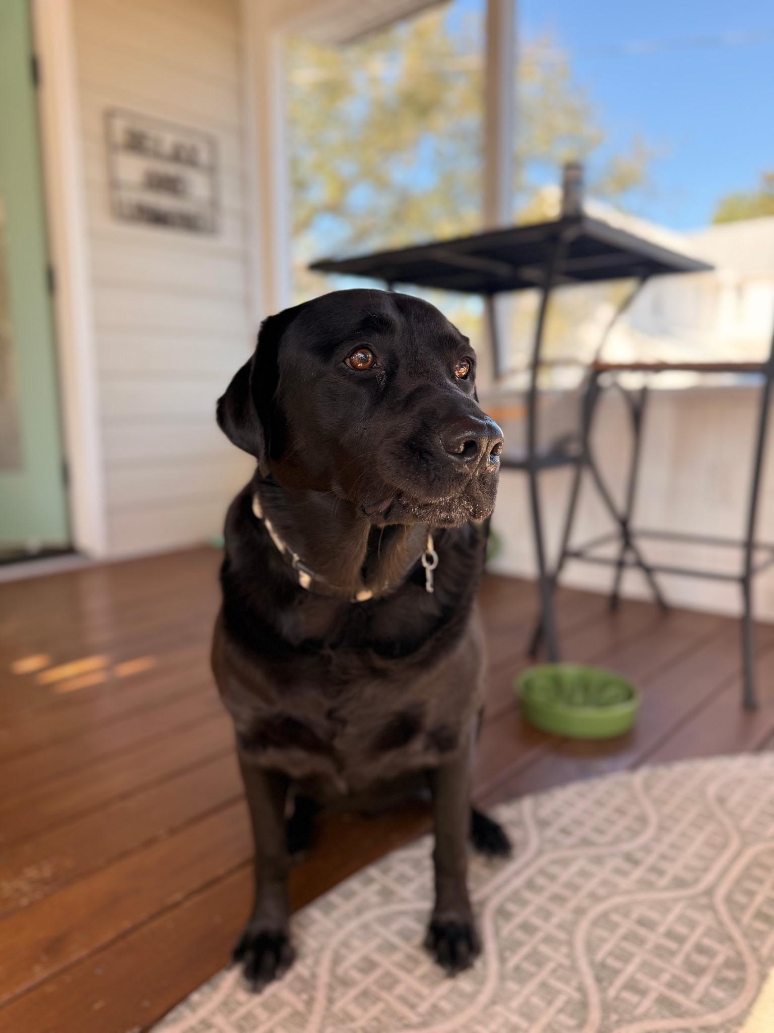 Ruger, a ADOPTABLE Black Labrador Retriever in Franklin, TN image 3/5