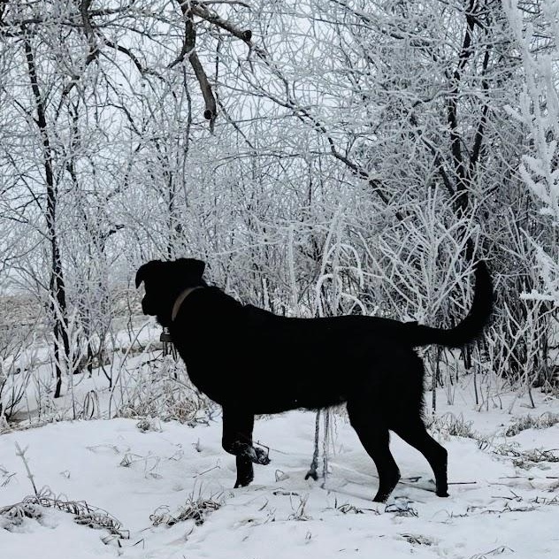 Enlarge Betsy, a ADOPTABLE mixed breed in Watertown, SD image 1/2