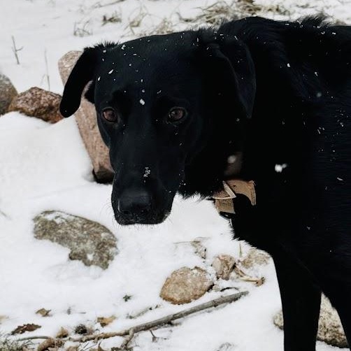 Enlarge Betsy, a ADOPTABLE mixed breed in Watertown, SD image 2/2