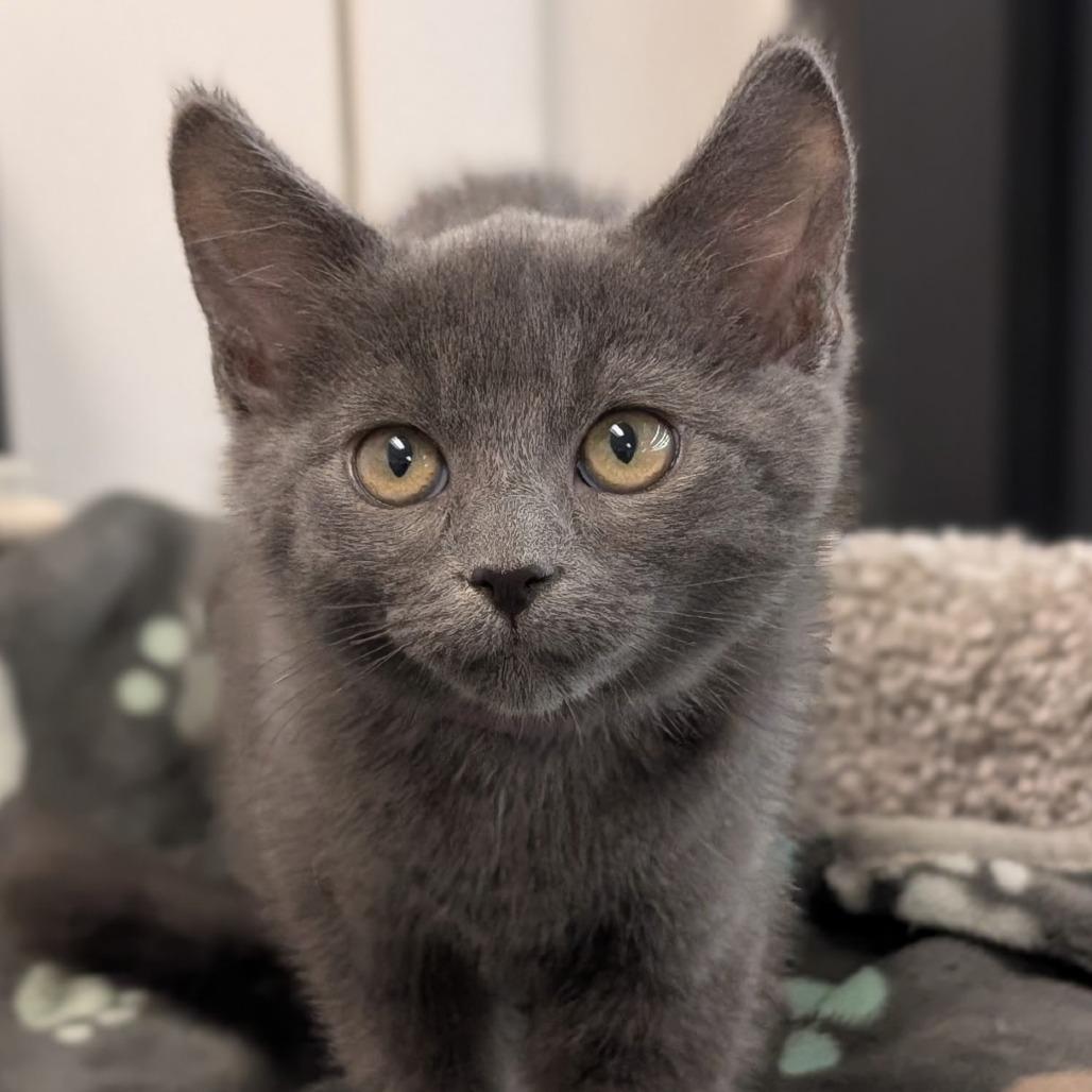 Squirrel (Pink), Adoptable, Kitten Female Domestic Short Hair.