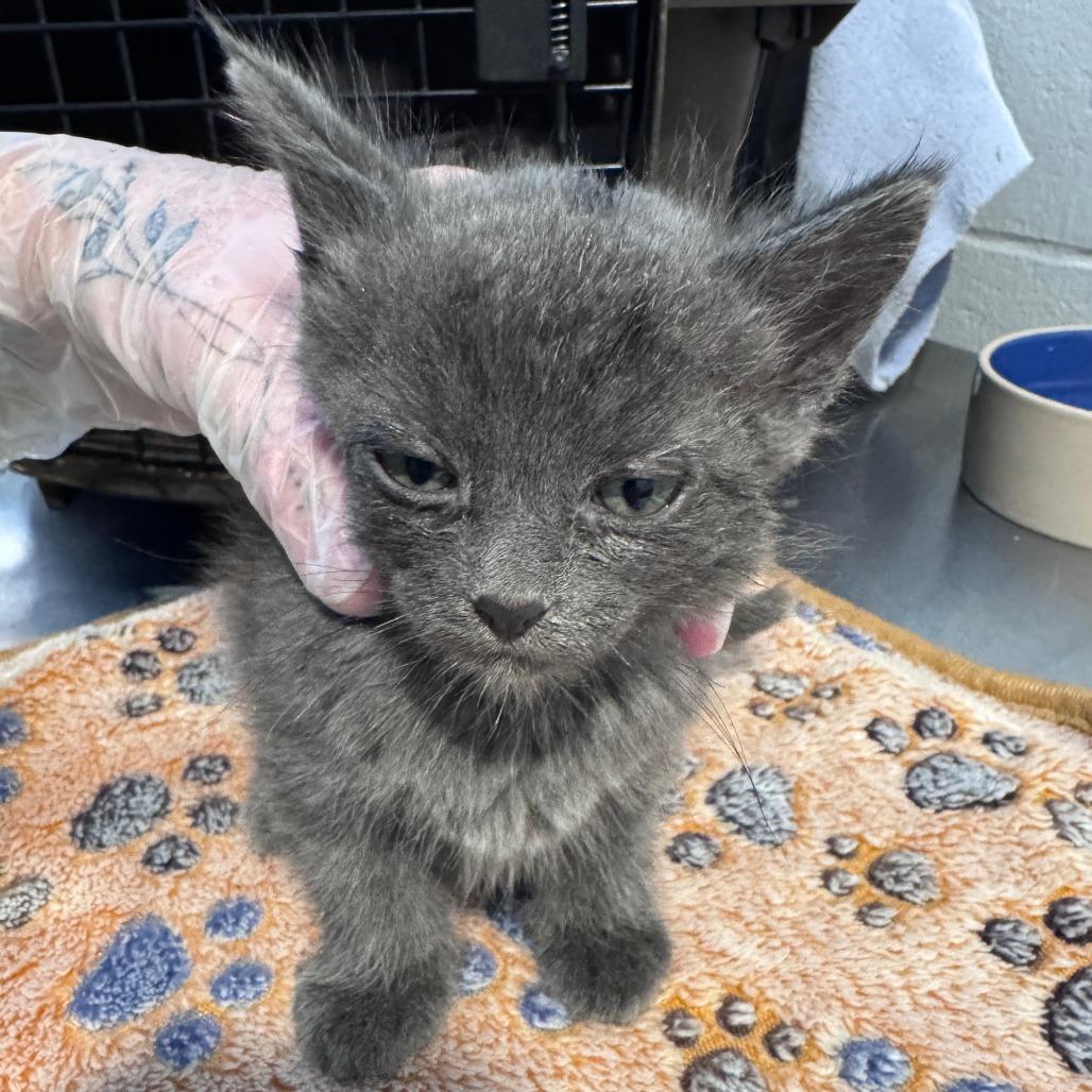 Enlarge Squirrel  (Pink), a Adoptable Domestic Short Hair in Talent, OR image 2/2