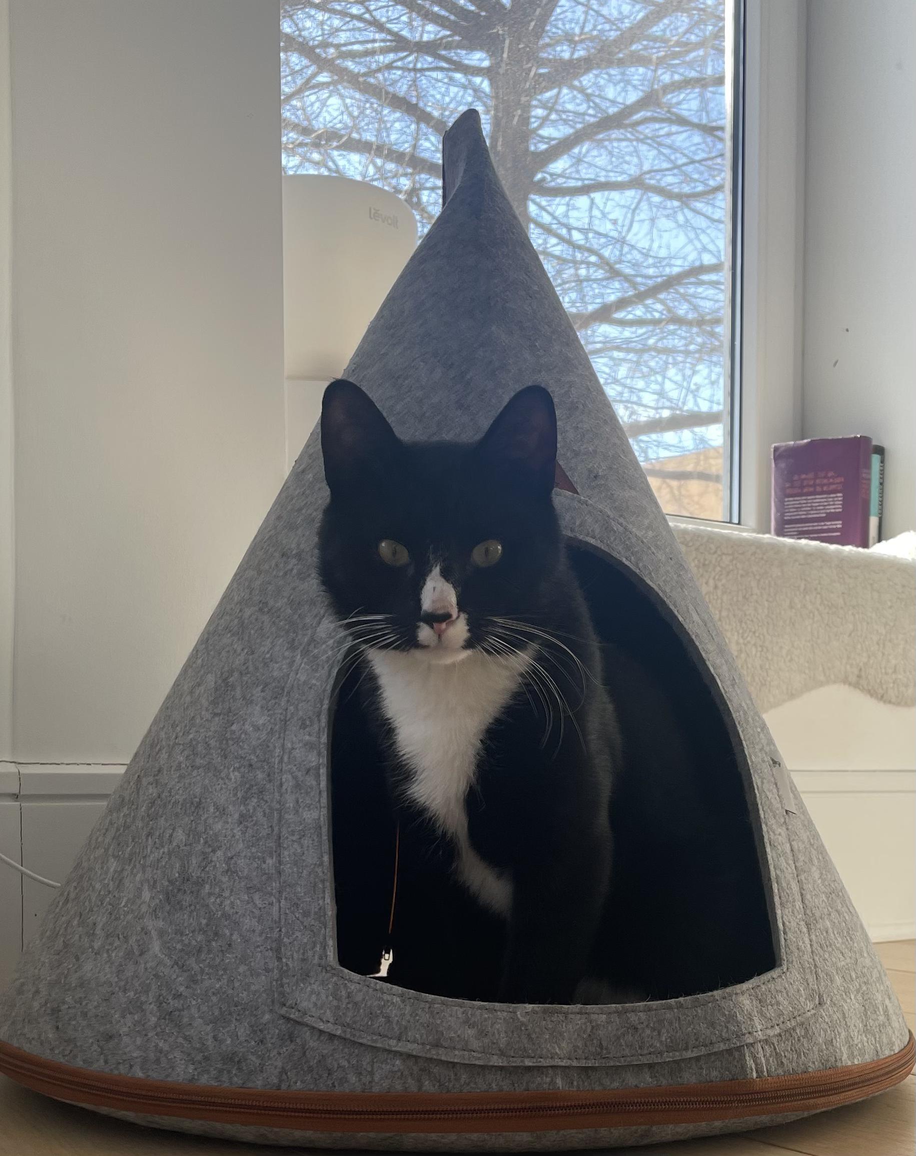 Penguin, a ADOPTABLE Domestic Short Hair in Brooklyn, NY image 5/6