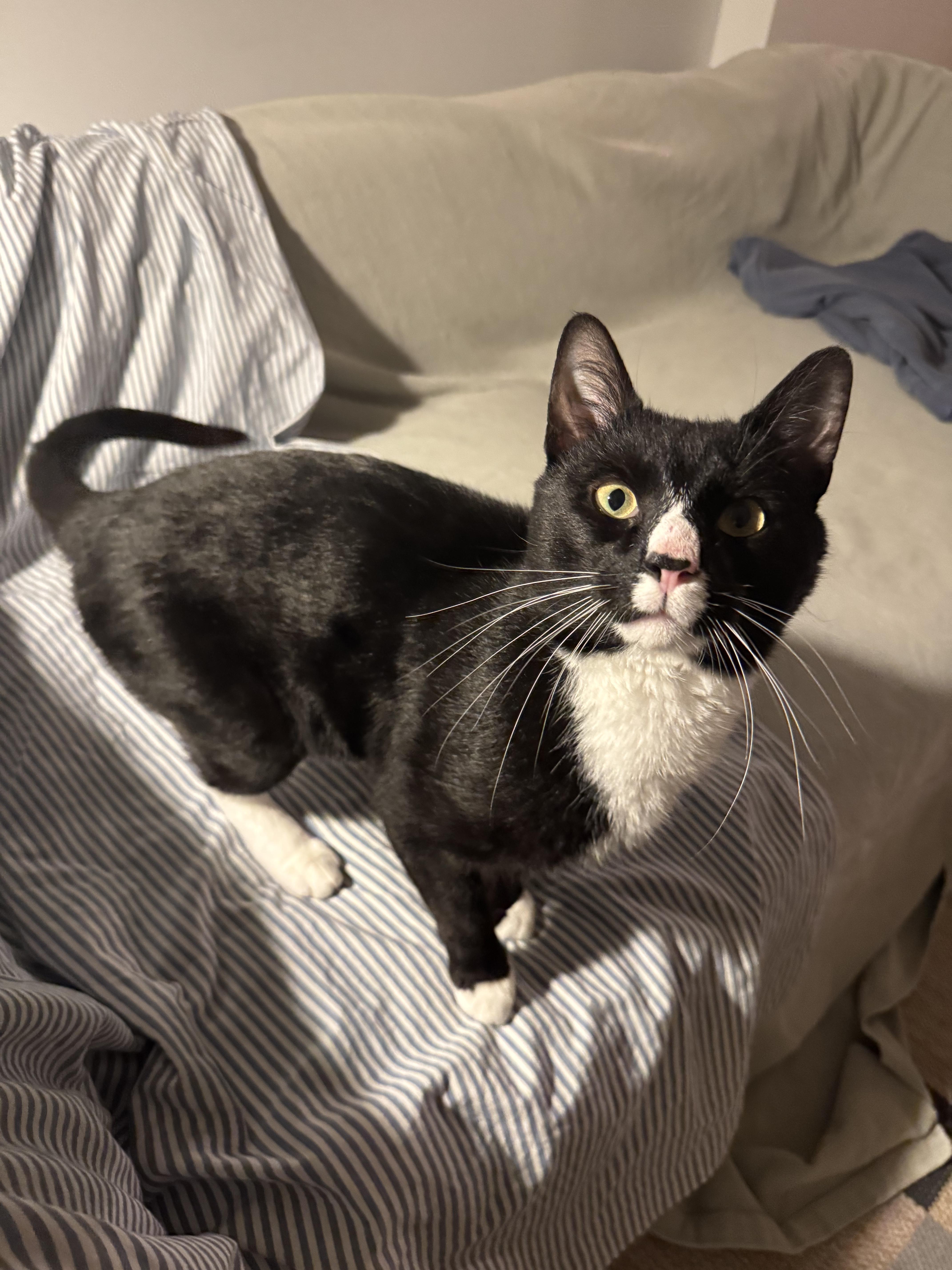 Penguin, a ADOPTABLE Domestic Short Hair in Brooklyn, NY image 3/6
