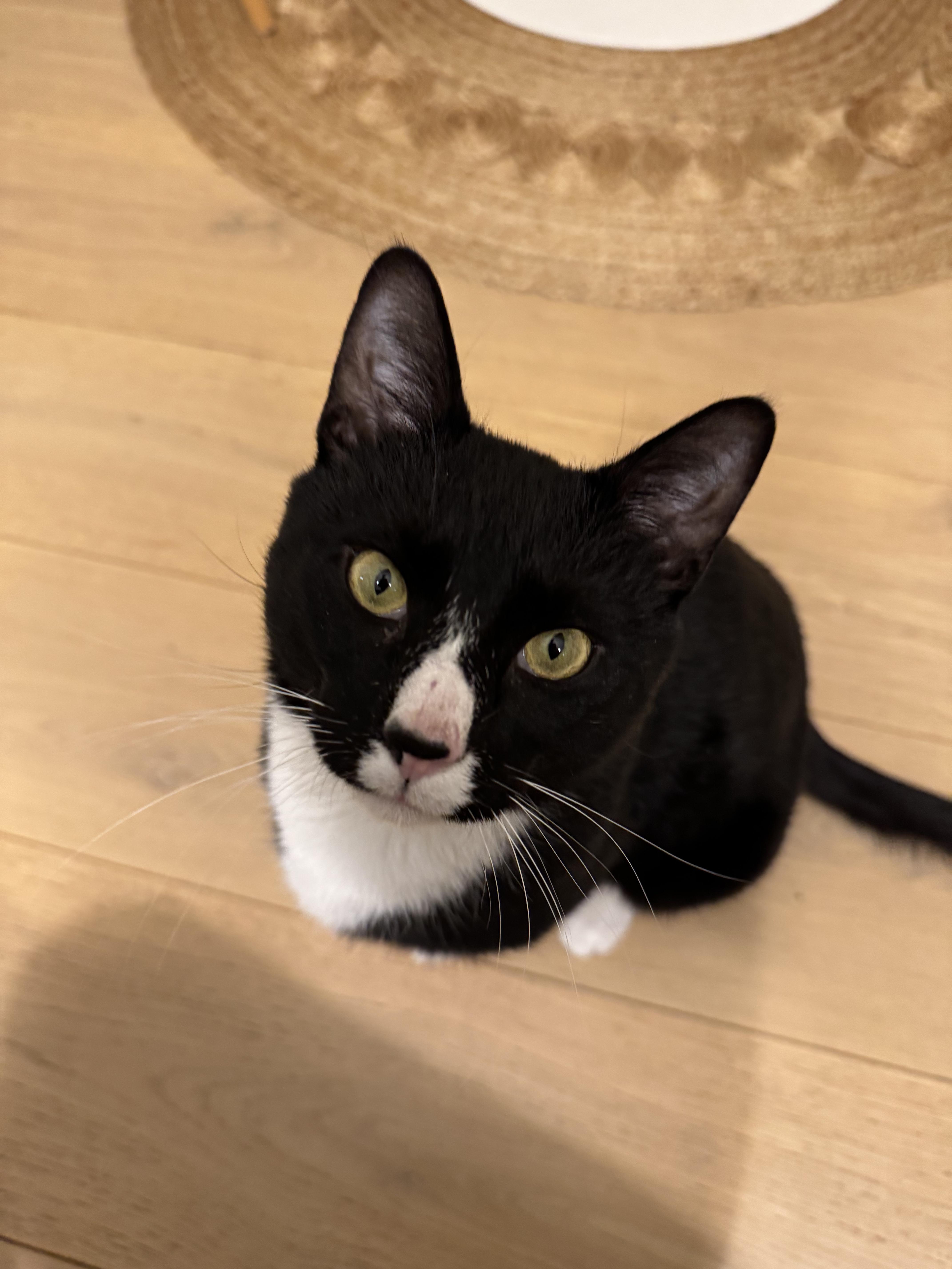 Penguin, a ADOPTABLE Domestic Short Hair in Brooklyn, NY image 4/6