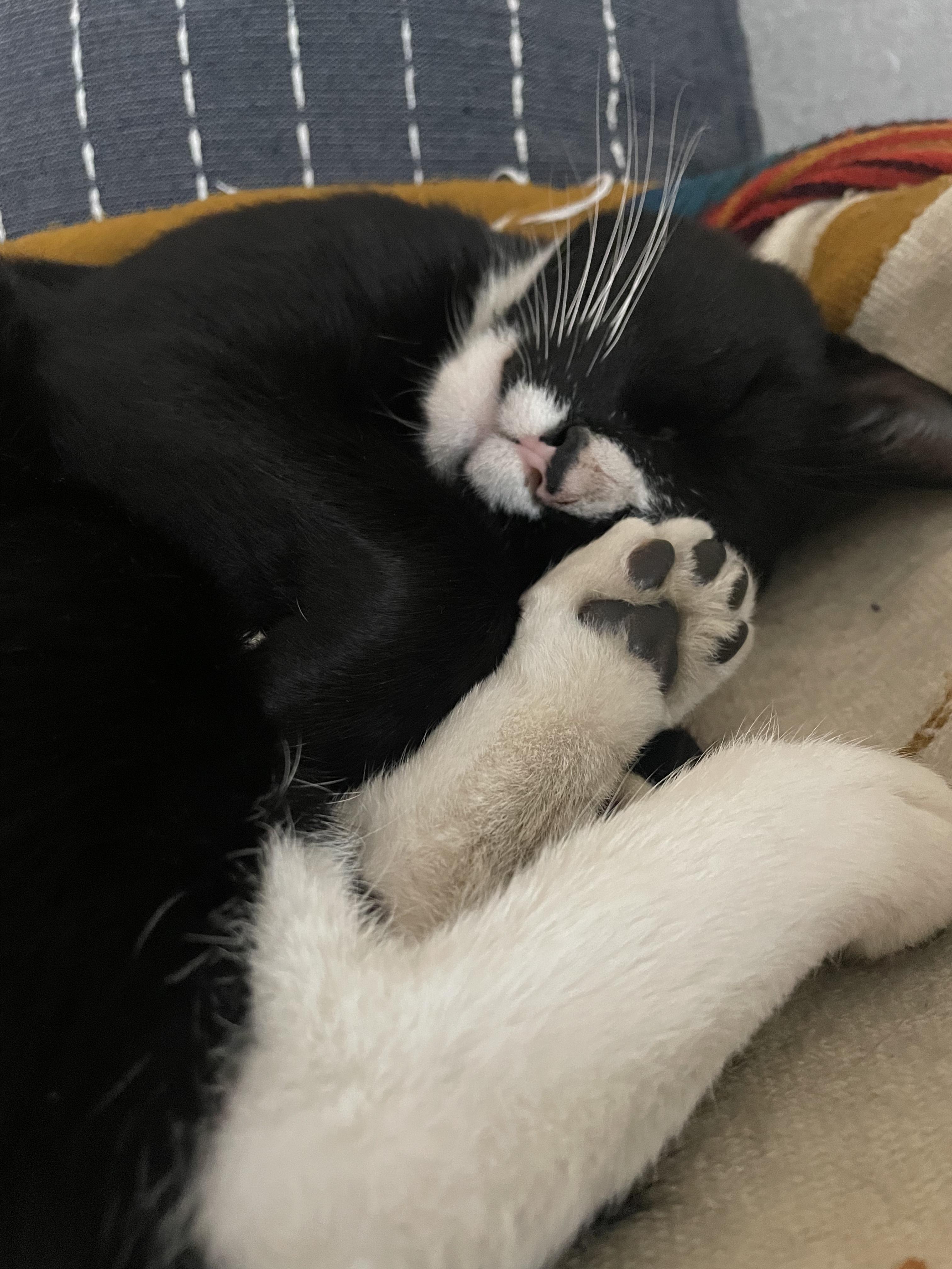 Penguin, a ADOPTABLE Domestic Short Hair in Brooklyn, NY image 6/6