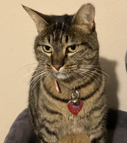 (CP) Cali, ADOPTABLE, Young Female Tabby & Domestic Short Hair.