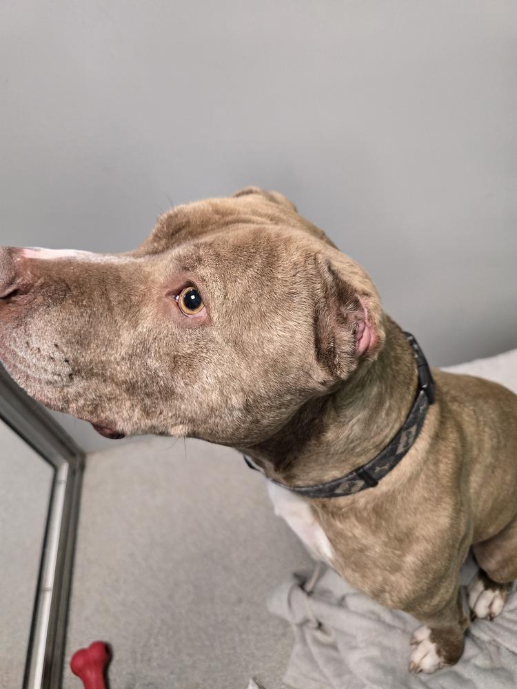 Shaka, Adoptable, Adult Male Pit Bull Terrier.