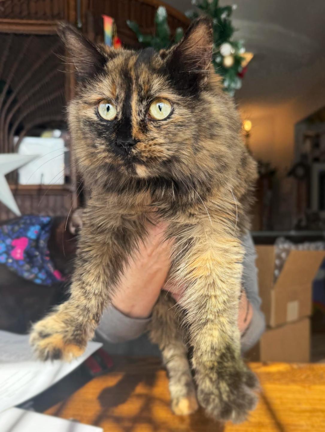 Enlarge Raina, an adopted Domestic Long Hair in Asheville, NC image 1/1