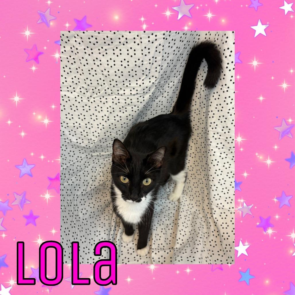 Enlarge Lola, a Adoptable Domestic Short Hair in Royse City, TX image 1/1