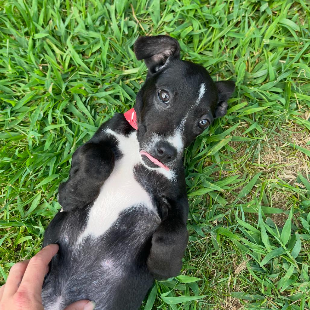 Pinky Pie, Adoptable, Young Female Mixed Breed.