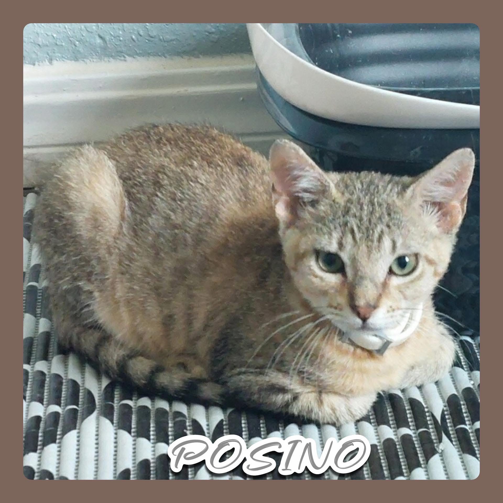 POSINO, an adoptable Tabby in Lawton, OK, 73505 | Photo Image 1