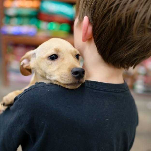 Sam, ADOPTABLE, Puppy Male Dachshund.