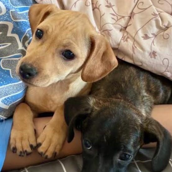 Sam, a ADOPTABLE mixed breed in CHURCHVILLE, NY image 3/4