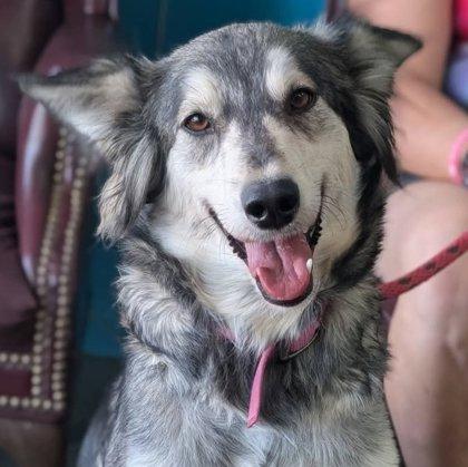Enlarge Athena, a Adoptable mixed breed in La Harpe, KS image 1/3