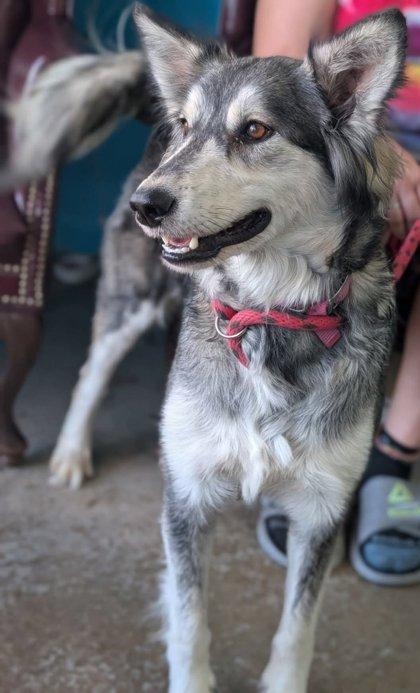 Enlarge Athena, a Adoptable mixed breed in La Harpe, KS image 2/3