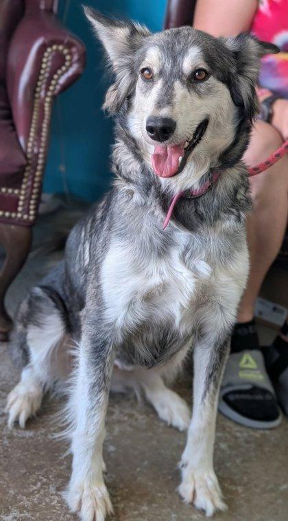 Enlarge Athena, a Adoptable mixed breed in La Harpe, KS image 3/3