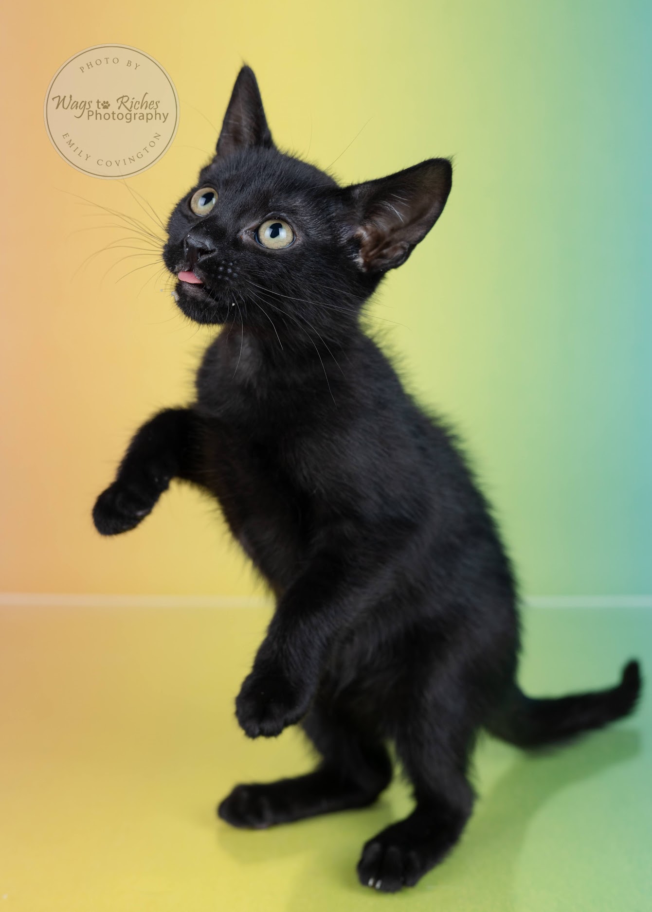 Sarai, a Adoptable mixed breed in Johnston , RI image 3/6