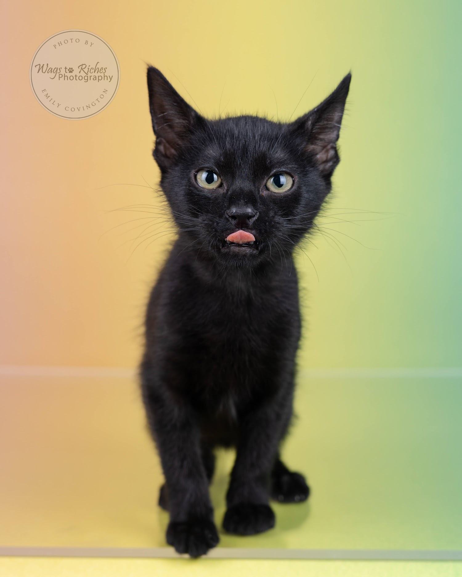 Sarai, a Adoptable mixed breed in Johnston , RI image 4/6