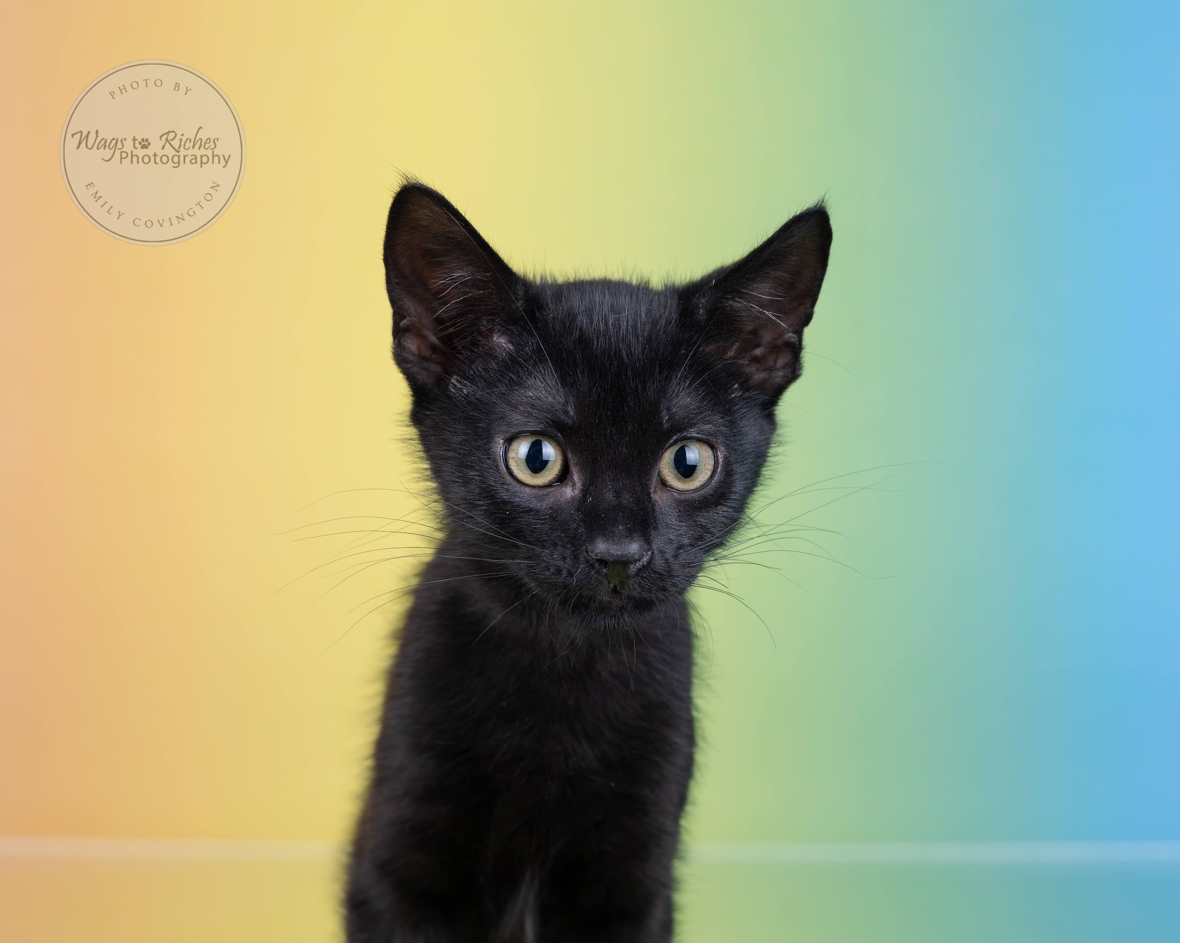 Sarai, a Adoptable mixed breed in Johnston , RI image 5/6